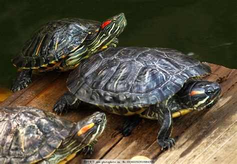 巴西龟26种品种图片