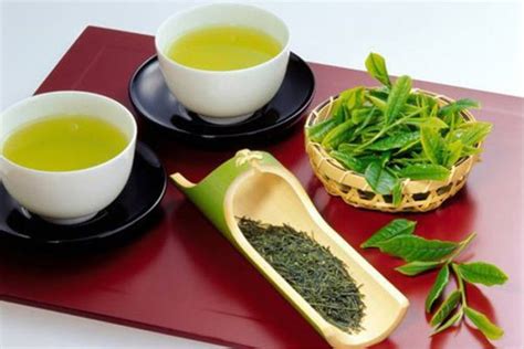 丹参和绿茶