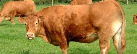 利木赞肉牛买几百斤的牛犊合适?利木赞300 - 400斤养多久能长1000斤?牛犊价多少钱一只?