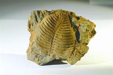 最新发现的不明化石