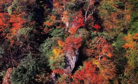 贵州这9处染红了的童话森林，秋天一起“枫”起来