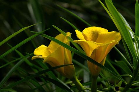 黄花(就是可以吃的那种黄花)可以水培吗?