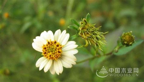 刺挠芽野菜怎么吃法