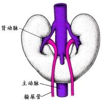 胎儿一侧肾多囊肾发育不良