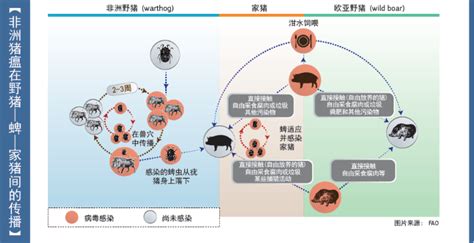 非洲猪瘟是如何传入中国的?