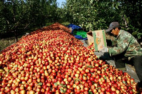 长林岛金红苹果有什么明显的食效功效?