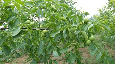 昆明寶山核桃多少錢1斤