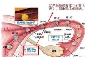 漏胎的血是什么颜色