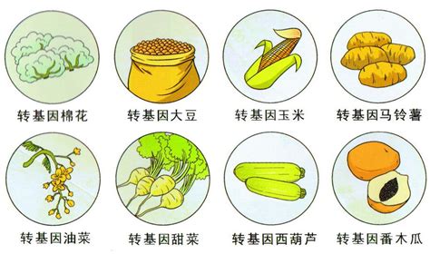 转基因植物有哪些