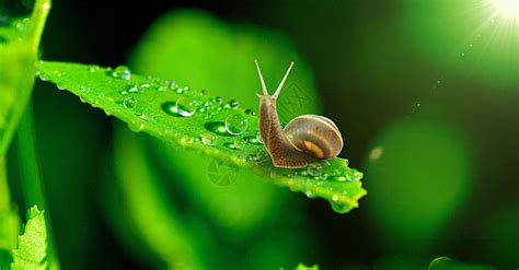 雨后蜗牛在水泥墙上爬着是干什么