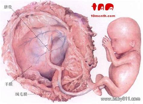 孕期胎儿发育害怕什么