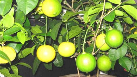 柠檬树是雌雄同体吗