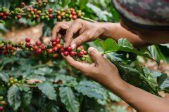 咖啡产区 |哥伦比亚咖啡攻略详解