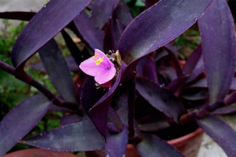紫鸭跖草种植方法,多久浇一次水,多久施肥