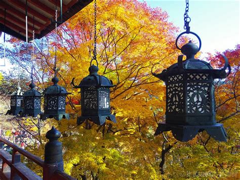 秋意渐浓 日本全国红叶观赏地图