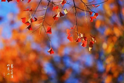 秋之色 | 古村落秋天的美景，呼唤你出游啦！