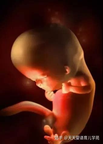8周的胎儿长什么样子图片