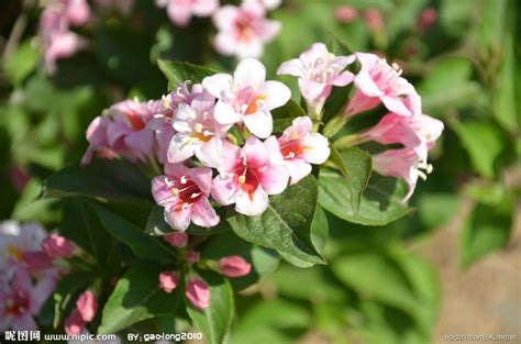 锦带花在东北能生长吗