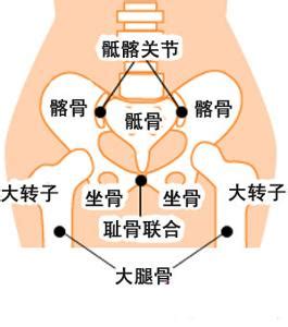 体表可摸到的骨性标志有耻骨结节