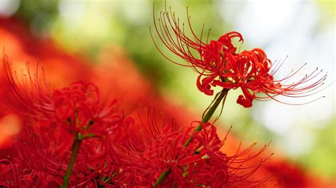 彼岸花的句子简短唯美【合计108条】