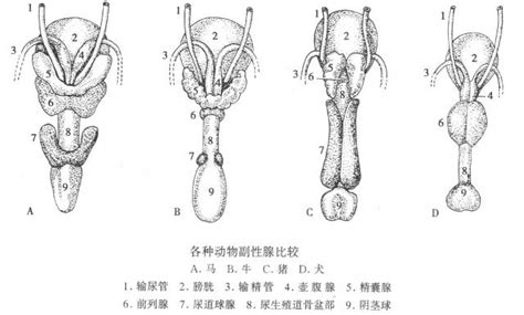 马的尾巴是干什么用的?