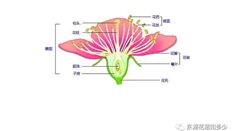 酸模草的花语