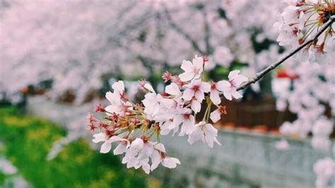 樱花草寓意着什么?