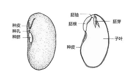 胚根胚轴胚芽发育成什么