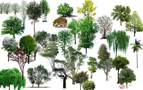 绿化常用的乔木有哪些