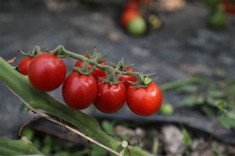 番茄怎么种?