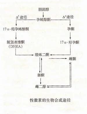 女性雄性激素过高怎么调理