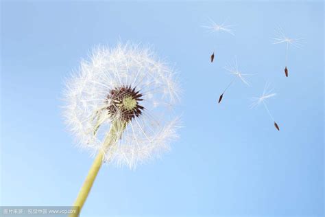 蒲公英_我喜欢的植物作文500字[精选6篇]