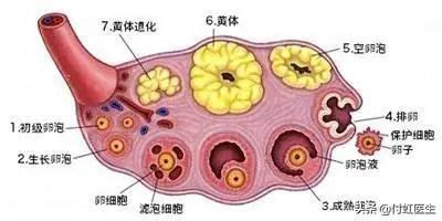 排卵第13天hcg才12