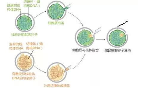 试管婴儿和人工授精的区别都是夫妻两亲生的吗