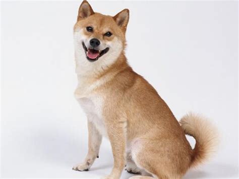 属狗最厉害的星座
