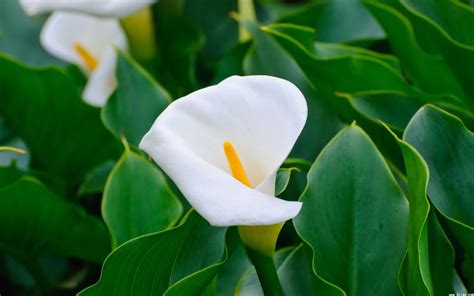 有种室内花,叶子像芋头叶的是什么花,叫什么