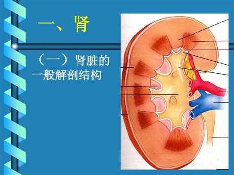 儿童右肾盂分离4毫米正常吗