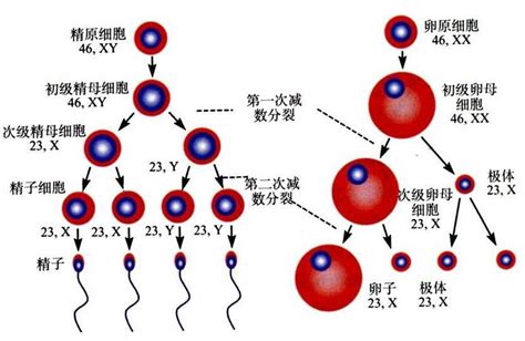 成熟男性精子多久形成