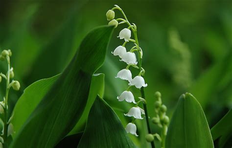 风铃草是什么样的花?