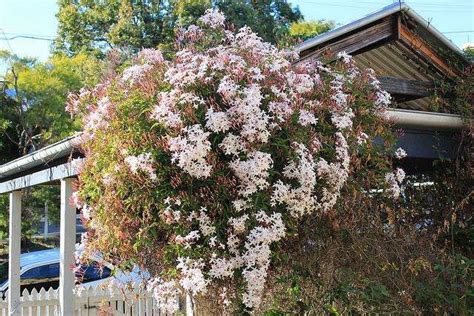 花草如何施肥