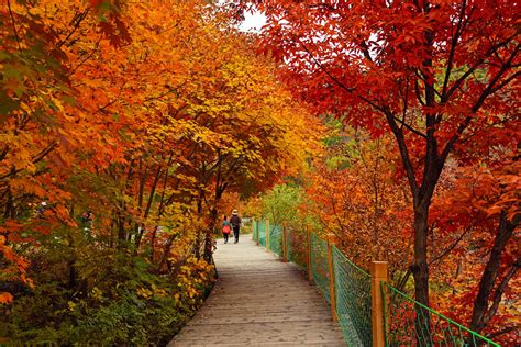 十一赏秋最“红”风景，丹东宽甸天桥沟，中国枫叶最红最艳的地方
