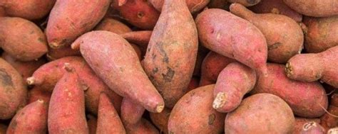 请问谁知道红薯的种植气候?