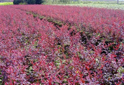 怎么样才能更好地种植紫叶小檗树?