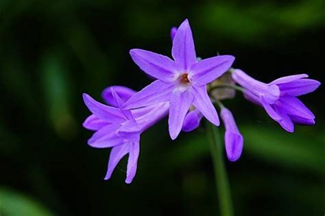 紫娇花种植