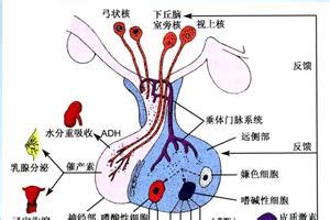 调节雄性激素过高的药