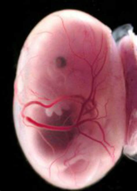 1-40周胎儿发育过程图