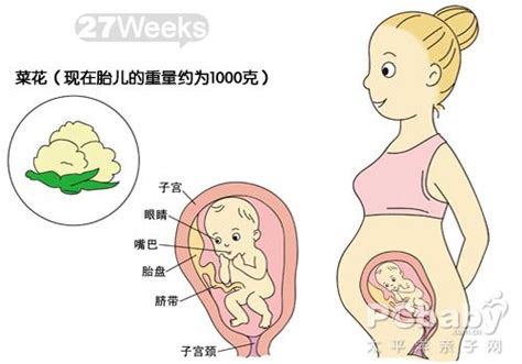 怀孕30周胎儿发育标准数据
