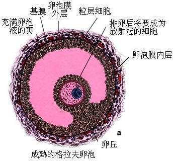 什么样的卵泡才是正常的