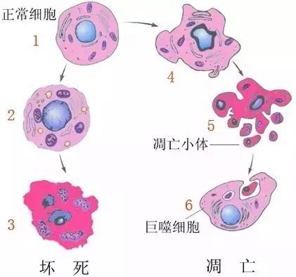 怎样判断小孩乳核发育