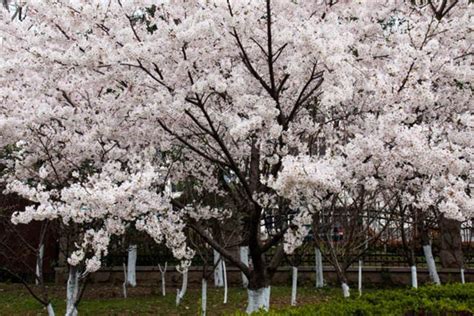 染井吉野樱花花色和花期分别是怎么样的?